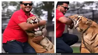 فيديو صادم.. رجل يضع يده داخل فم نمر وهذا ما حدث