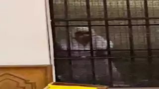 "أنوش" في التحقيقات: عرضت مقاطع فيديو مثيرة لتحقيق مكاسب مادية