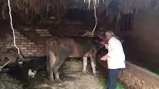 الجيزة: تحصين 168 ألف رأس ماشية ضد الأمراض الفتاكة 