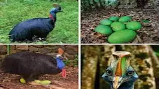 10 صور لأخطر طائر في العالم.. فتاك بدرجة لا تصدق