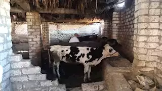 6 إجراءات ضرورية لحماية الماشية من الحمى القلاعية