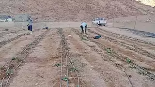 وكيل الزراعة بجنوب سيناء يتابع مشروع انتاج تقاوى بنجر السكر -صور