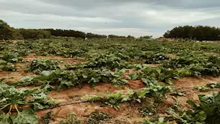 جنوب سيناء 2024.. ثورة خضراء على أرض الذهب (أرقام وإحصائيات)