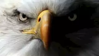  رسميا.. النسر الأصلع يُصبح الطائر الوطني في الولايات المتحدة