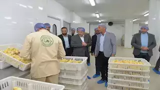 محافظ أسيوط يتفقد مشروع داجني طاقته الإنتاجية 25 مليون كتكوت سنوياً -صور