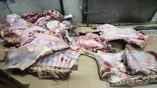 ضبط 13 طن لحوم بلدية ودواجن غير صالحة للاستهلاك الآدمى بأسوان -صور