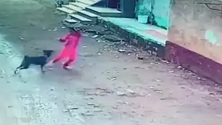 بعد إصابة 15 شخصا.. حملة لمكافحة الكلاب الضالة في شوارع البحيرة 