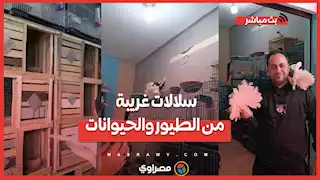 فردة الحمام بـ 3 آلاف جنيه.. شاب يربي سلالات غريبة من الطيور والحيوانات في الشرقية