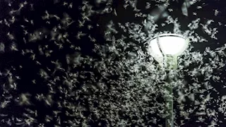 لماذا تنجذب الحشرات إلى الضوء؟ 