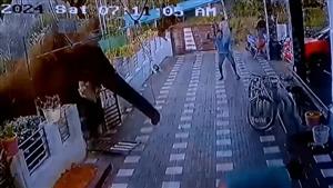  فيل يثور ويدهس المارة في الشارع.. لن تتخيل الكارثة (فيديو)