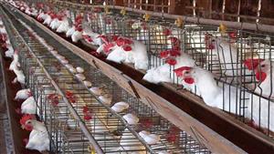 تحرك برلماني عاجل لمواجهة الارتفاعات الكبيرة فى أسعار الدواجن والبيض