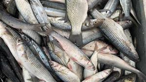 تراجع أسعار السمك البوري والجمبري وارتفاع الكابوريا بسوق العبور اليوم