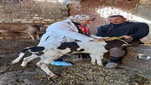 تحصين 187 ألفا و606 رؤوس ماشية ضد الجلد العقدي وجدري الأغنام بالشرقية (صور)