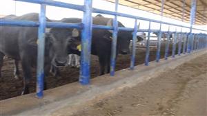 2 طن ألبان يوميًا.. أبرز المعلومات عن أكبر مزرعة لتربية الجاموس المحسن وراثيًا في المنيا