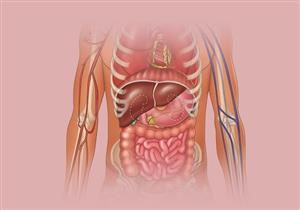 حسام موافي: هذا العضو الأكثر احتواءً على مضادات الأكسدة