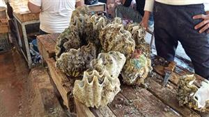 بالفيديو والصور- صدفة بحجم البطيخة في السويس.. تحمل سر الطاقة والحيوية للإنسان