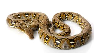 فكرة علمية مجنونة.. لحوم الثعابين هي الحل