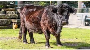 هولندا تطرد لاجئًا تركيًا اغتصب البقرة "لورا"