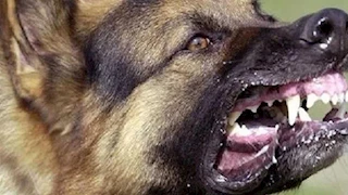 أسباب هجمات الحيوانات على البشر.. ماذا يثير غضبها؟