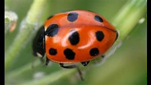 بعد انتشارها بالصعيد.. "الزراعة" تكشف خطورة حشرة "أبو العيد"