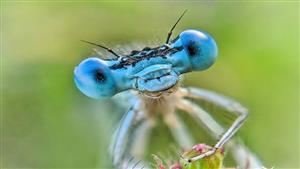 29 صورة لغرائب الكائنات عن قرب.. لقطات مذهلة بالهاتف المحمول