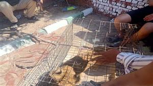 "أسد التجمع وبيتنج زوو".. 8 آلاف زائر لحديقة الحيوان في بني سويف خلال أول أيام العيد