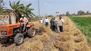 بدء موسم حصاد وتوريد القمح وتوجيهات عاجلة من وزير الزراعة