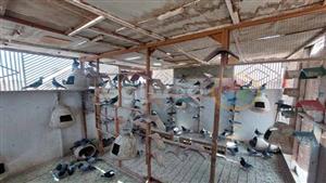 زوج الزغلول بـ 10 آلاف.. حكاية "الحكيم" مع الحمام الزاجل بسوهاج- فيديو وصور 