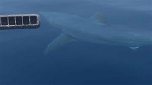 موسم تزاوج.. تفاصيل ظهور قرش الماكو بالقرب من شواطئ الغردقة