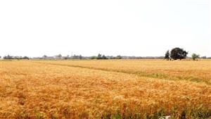 توريد 11 ألف طن قمح لصوامع القليوبية