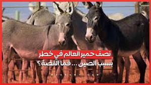نصف حمير العالم في خطر بسبب الصين ... فما القصة ؟