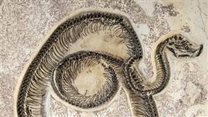 11 صورة من مملكة الرعب.. أكبر 11 ثعبانا في العالم أحدهم في مصر