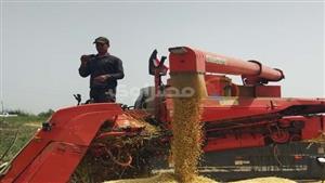 سنابل الذهب الأصفر.. فرحة حصاد محصول القمح بحقول بورسعيد - صور