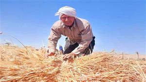 محافظة القليوبية: توريد 21484 طن قمح للشون والصوامع بالمحافظة 