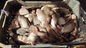 الوادى الجديد تطرح "بلطي" بـ 20 جنيه للكيلو (صور) 