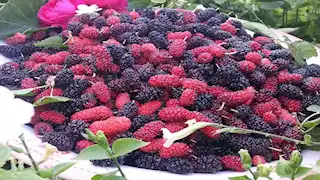 أستاذ تغذية تكشف فوائد مذهلة للتوت: يزيد التركيز ويقوي صحة العقل