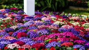 الزراعة" تواصل تلقي طلبات الراغبين في المشاركة بالنسخة ٩١  لمعرض زهور الربيع