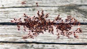 6 أماكن لوجود النمل في المنزل تدل على الحسد.. مفاجأة