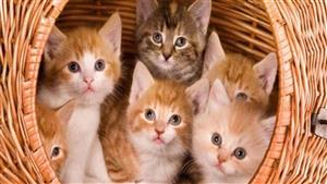 بعد واقعة "أبو نوح".. الفتوى تكشف موقف الشرع من تناول لحم القطط