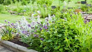  أكثر ربحا من بيع البترول.. خريطة زراعة النباتات العطرية والطبية في مصر