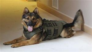 كلب بوليسي يهاجم الشرطة الهولندية أثناء فضهم التظاهرات الداعمة لفلسطين (فيديو)