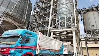 توريد 1251 طن قمح لصوامع التموين بالإسكندرية في موسم الحصاد