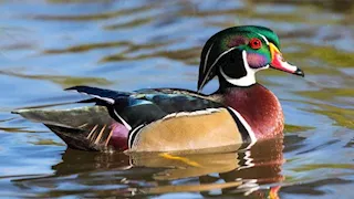 سلي صيامك: ذهب بقيمة 90 ألف جنيه في معدة بطة