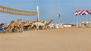 إطلاق شارة البدء لانطلاق فعاليات ختام مارثون سباقات الهجن 2024 بشرم الشيخ 