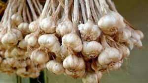 أسعار الثوم تقفز إلى 70 جنيها.. والشعبة توضح الأسباب