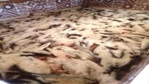 ضبط 3.5 أطنان سمك ورنجة مجهولة المصدر قبل بيعها في شم النسيم بالشرقية - صور