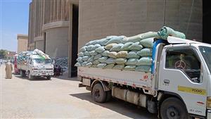 سنابل الخير.. هكذا يجري توريد القمح من المزارعين للصوامع في المنيا- فيديو وصور