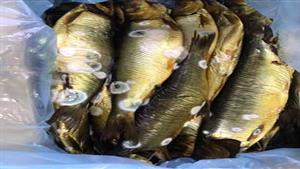 6 صور.. ضبط 27 طن رنجة وفسيخ وأسماك غير صالحة بالقاهرة قبل شم النسيم