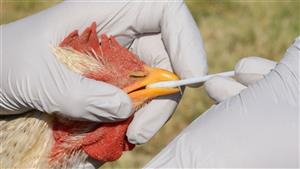 طرق انتقال إنفلونزا الطيور إلى البشر.. هل تنتشر من شخص لآخر؟