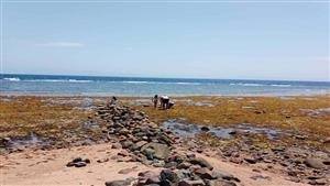 ظاهرة تحدث كل عام.. انحسار مياه البحر بشاطىء دهب لمسافة 50 مترًا - صور